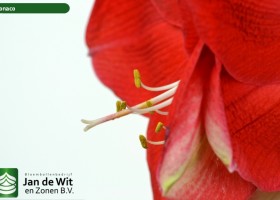 hippeastrum Monaco (1)